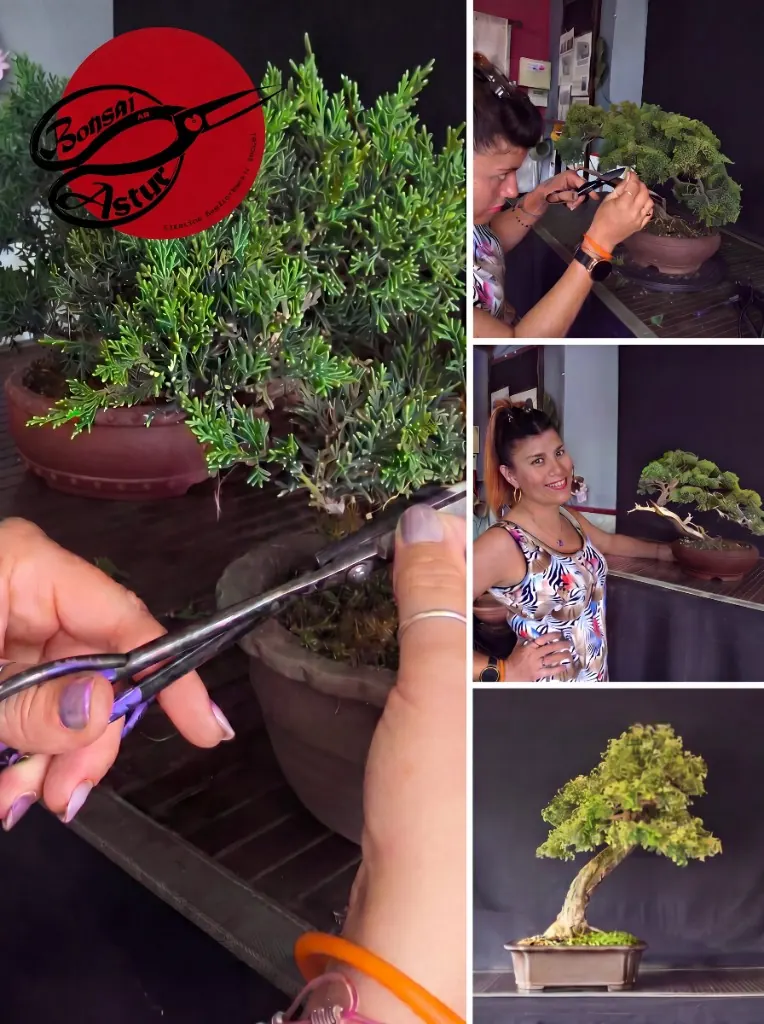 Cristina Magide pruning bonsai at Bonsai Astur, Asturias Spain