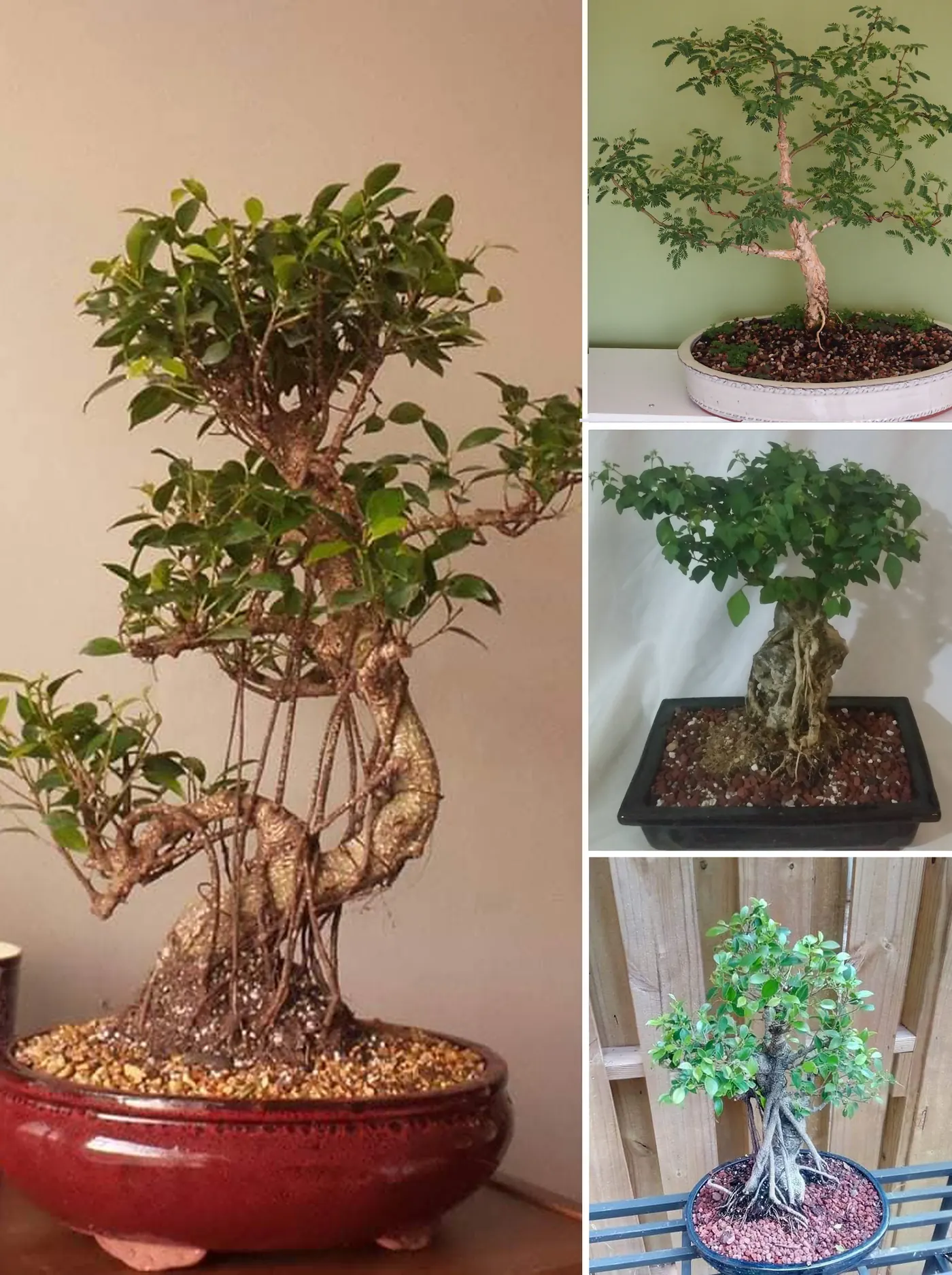Jason Moorehead bonsai work collage — aerial roots, root-over-rock, and garden collection, Miami Florida