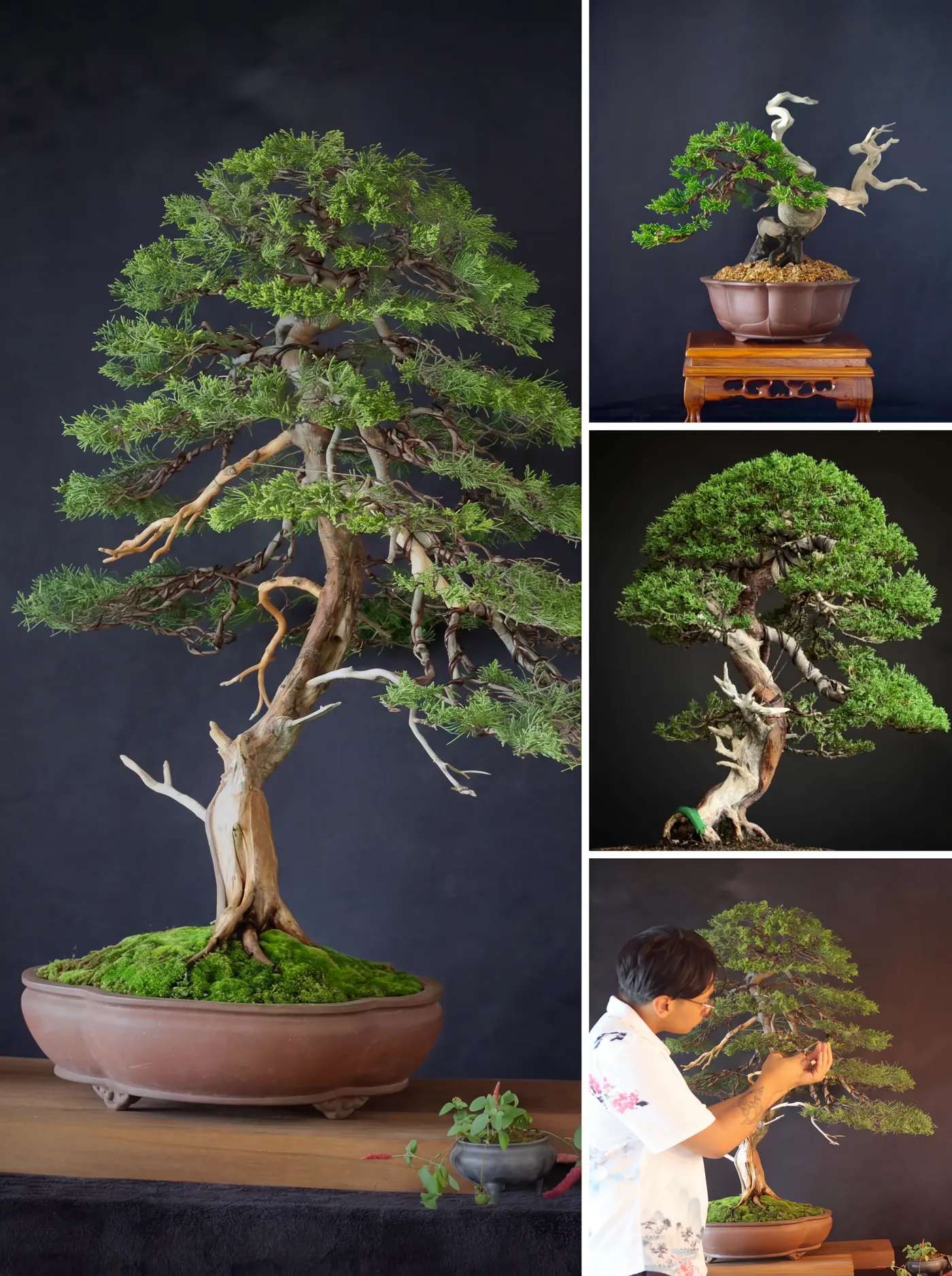 Matheo Fock bonsai work collage — trees, deadwood, and studio, Le Tampon Réunion France