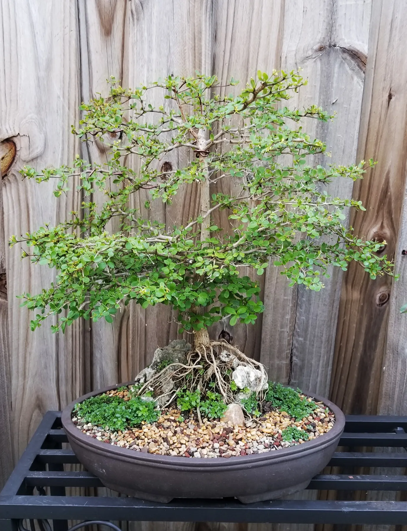 Black Olive Bonsai Tree - Large Root Over Rock Specimen