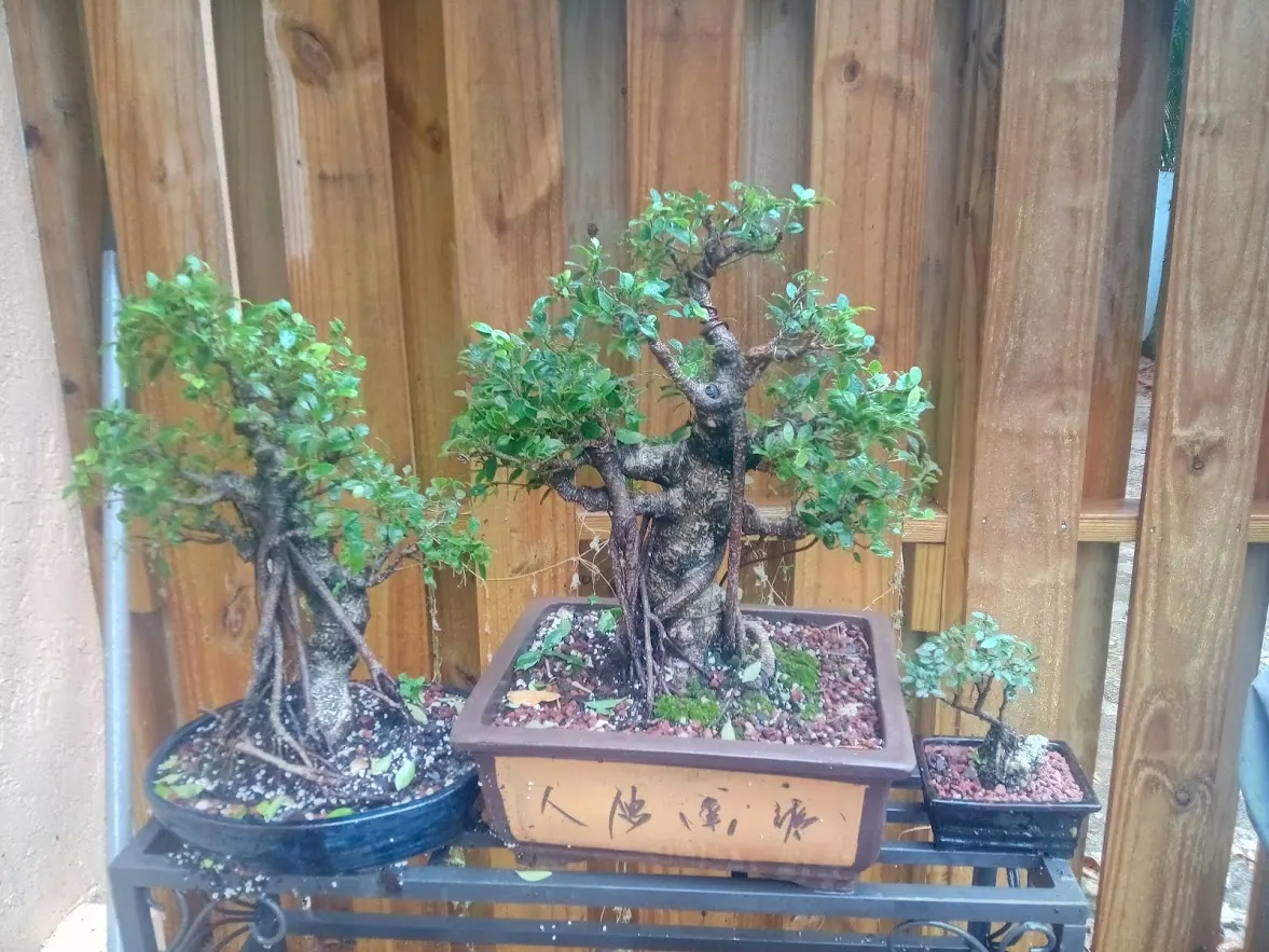 3 Developed Bonsai Trees on Shelf