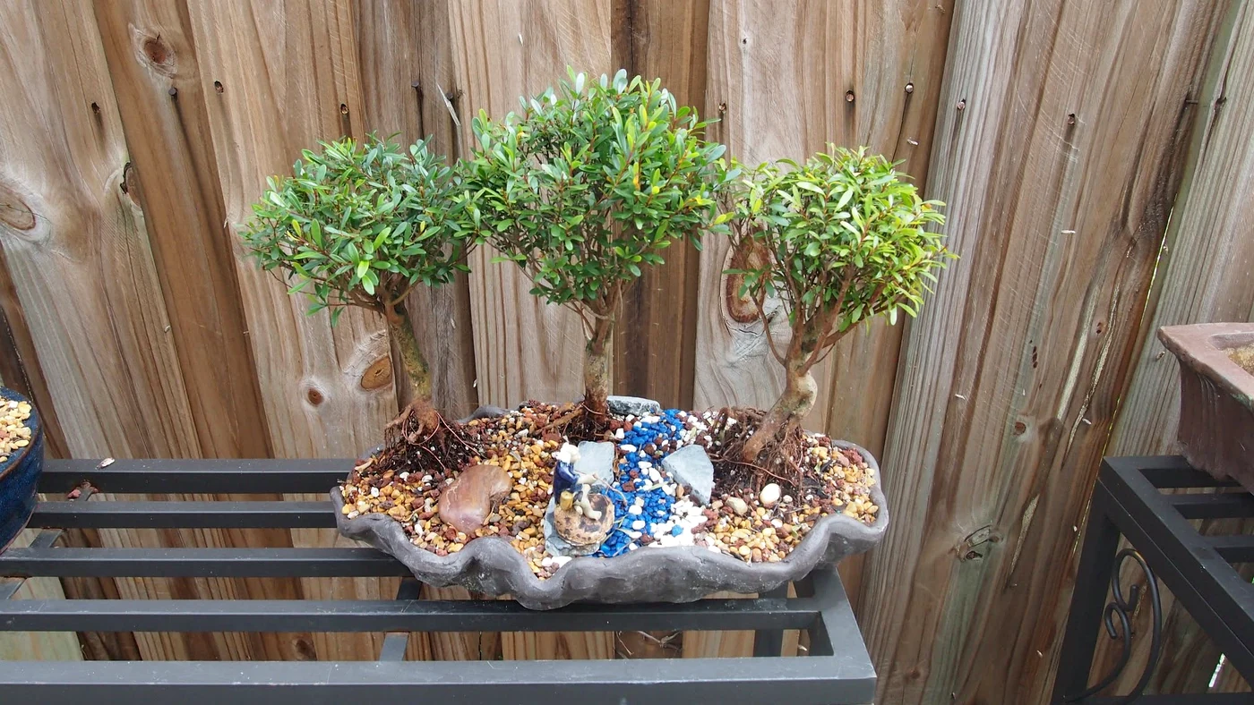 3 tree Bonsai Forest Arrangement