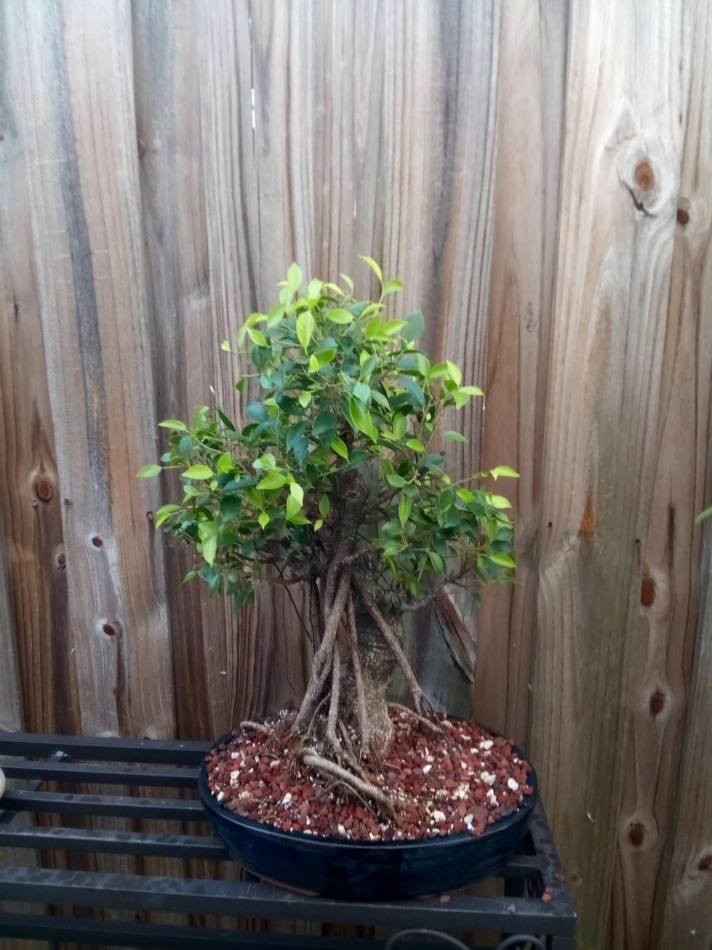35 Year Old Informal Upright Style Ficus Bonsai Tree