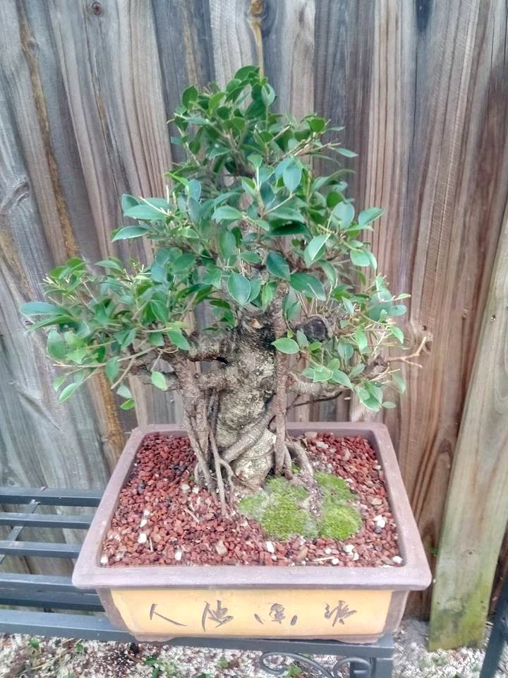 40 Year Old Sumo Style Tiger Bark Ficus Bonsai Tree