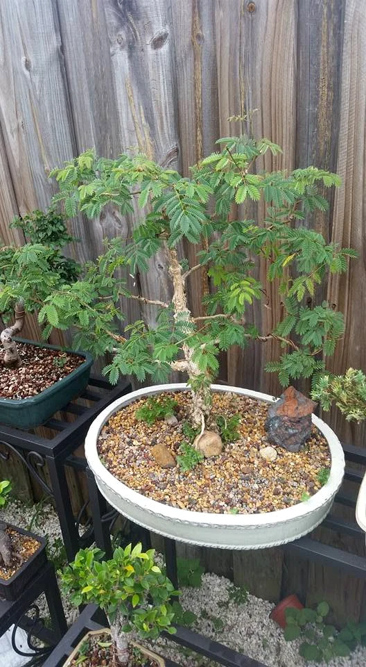 Acacia Galpinii Bonsai — Monkey Thorn Acacia (Senegalia galpinii)