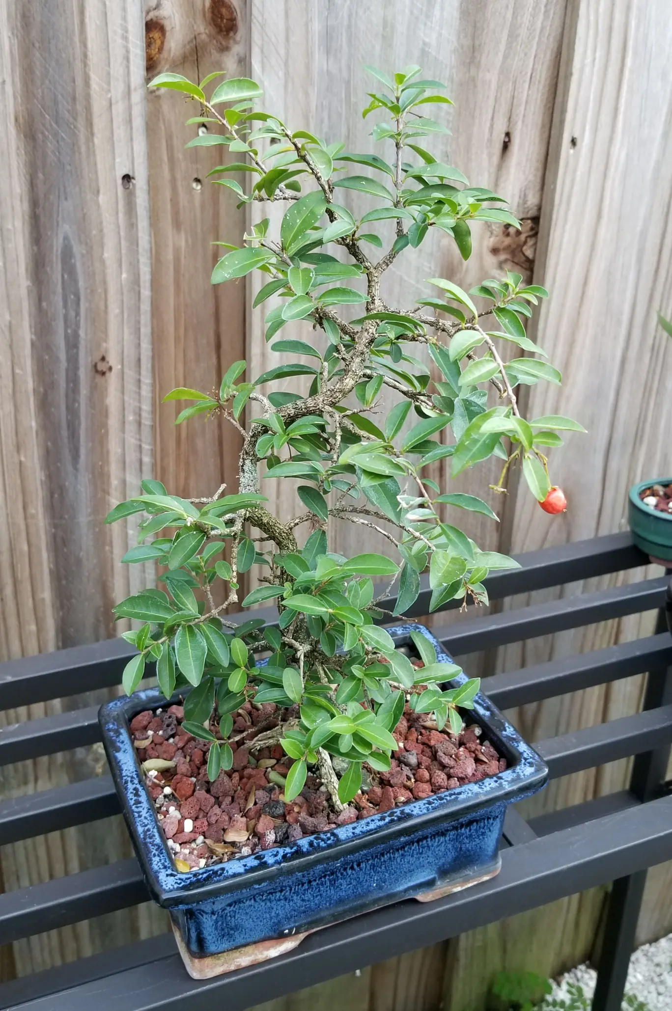 Barbados Cherry Bonsai Malpighia
