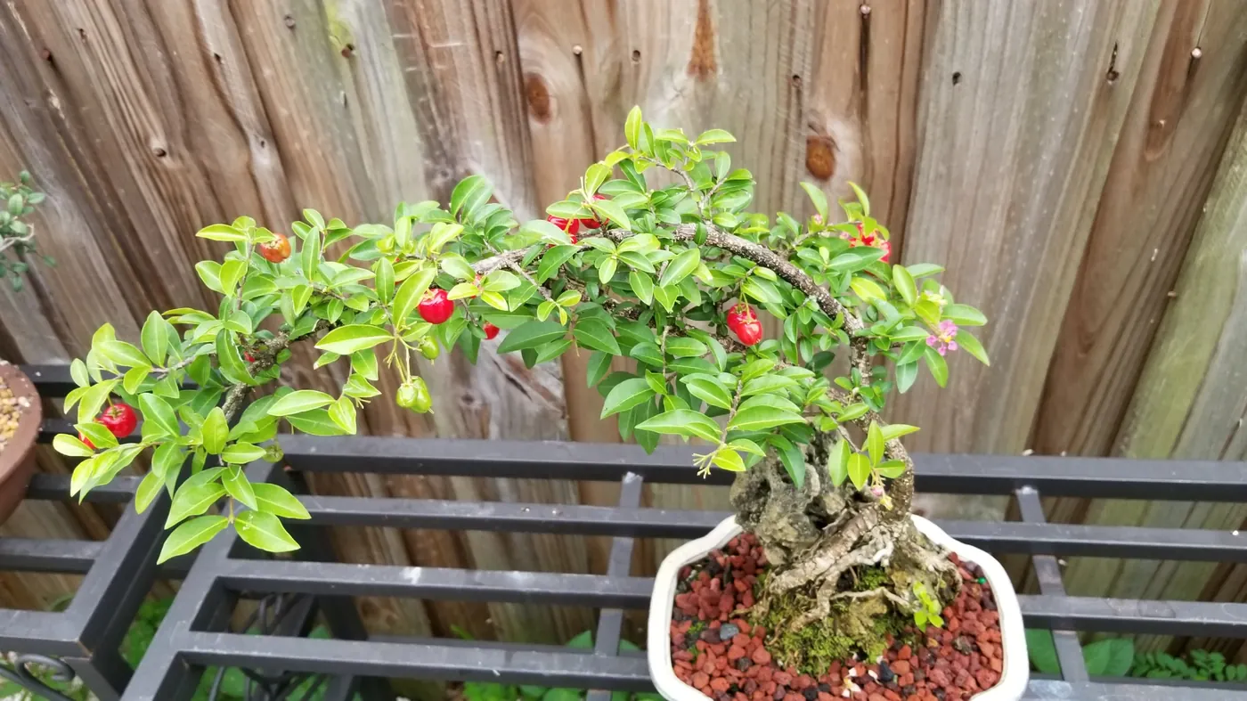 Barbados Cherry Semi Cascade over Rock