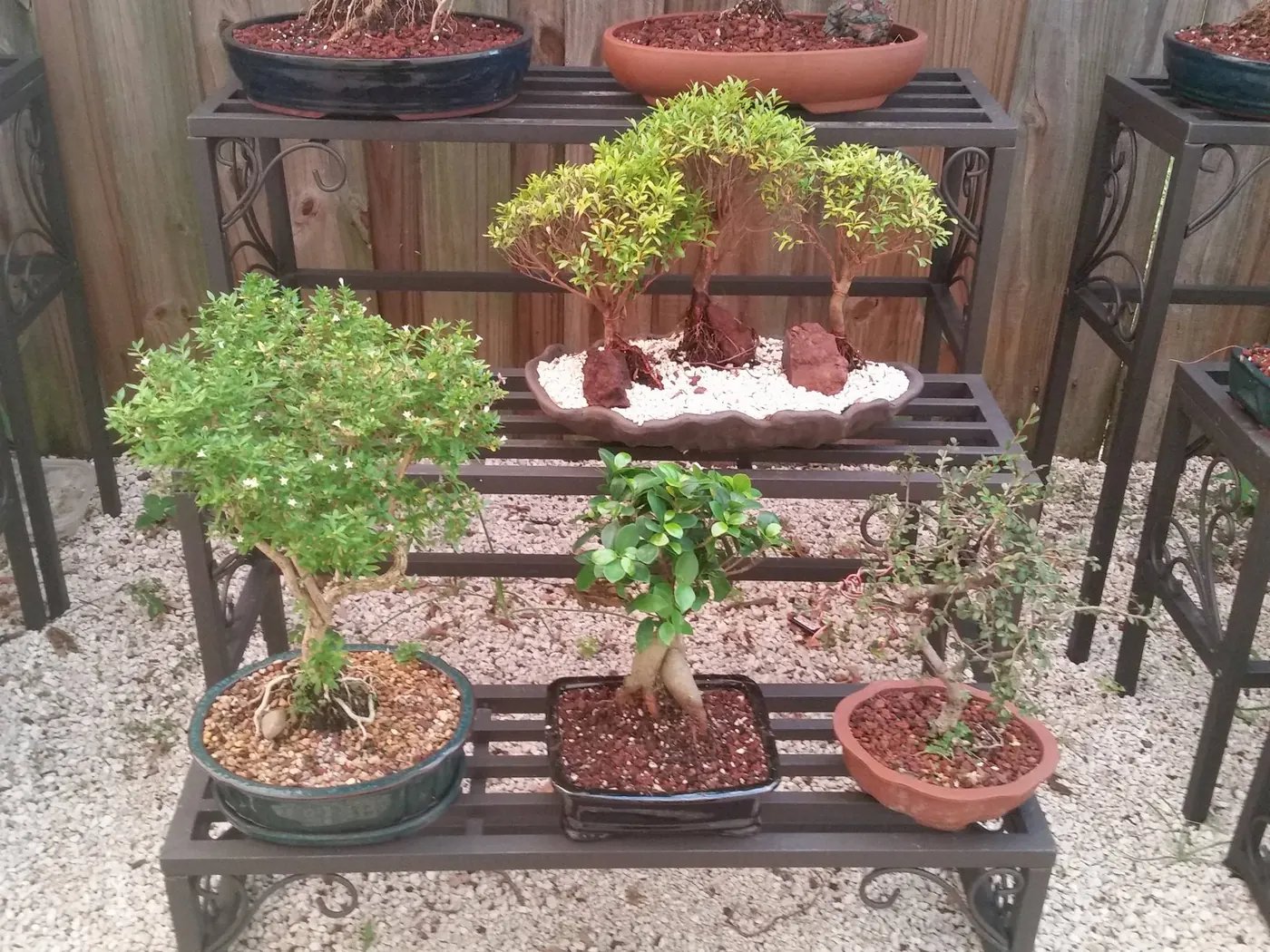 Beautiful Bonsai Shelf Arrangement