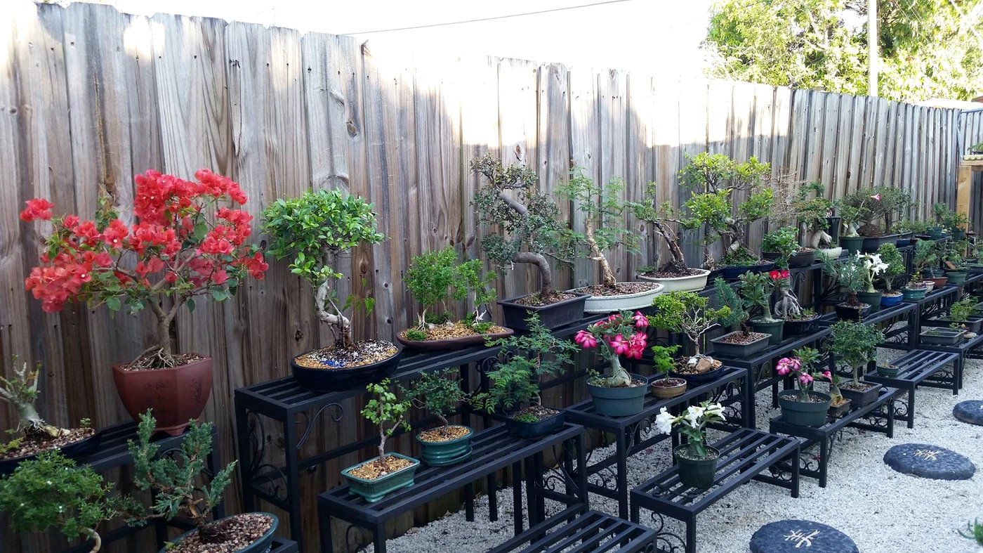 Bonsai Garden Display