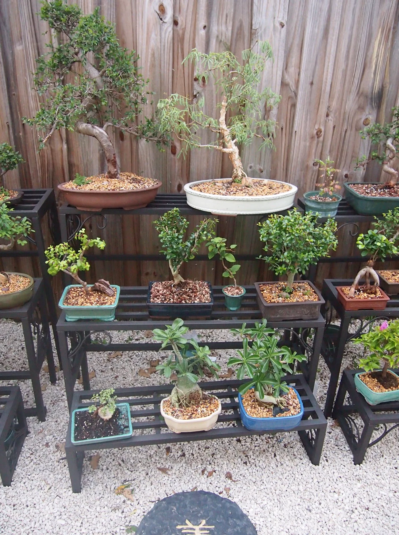 Bonsai Collection