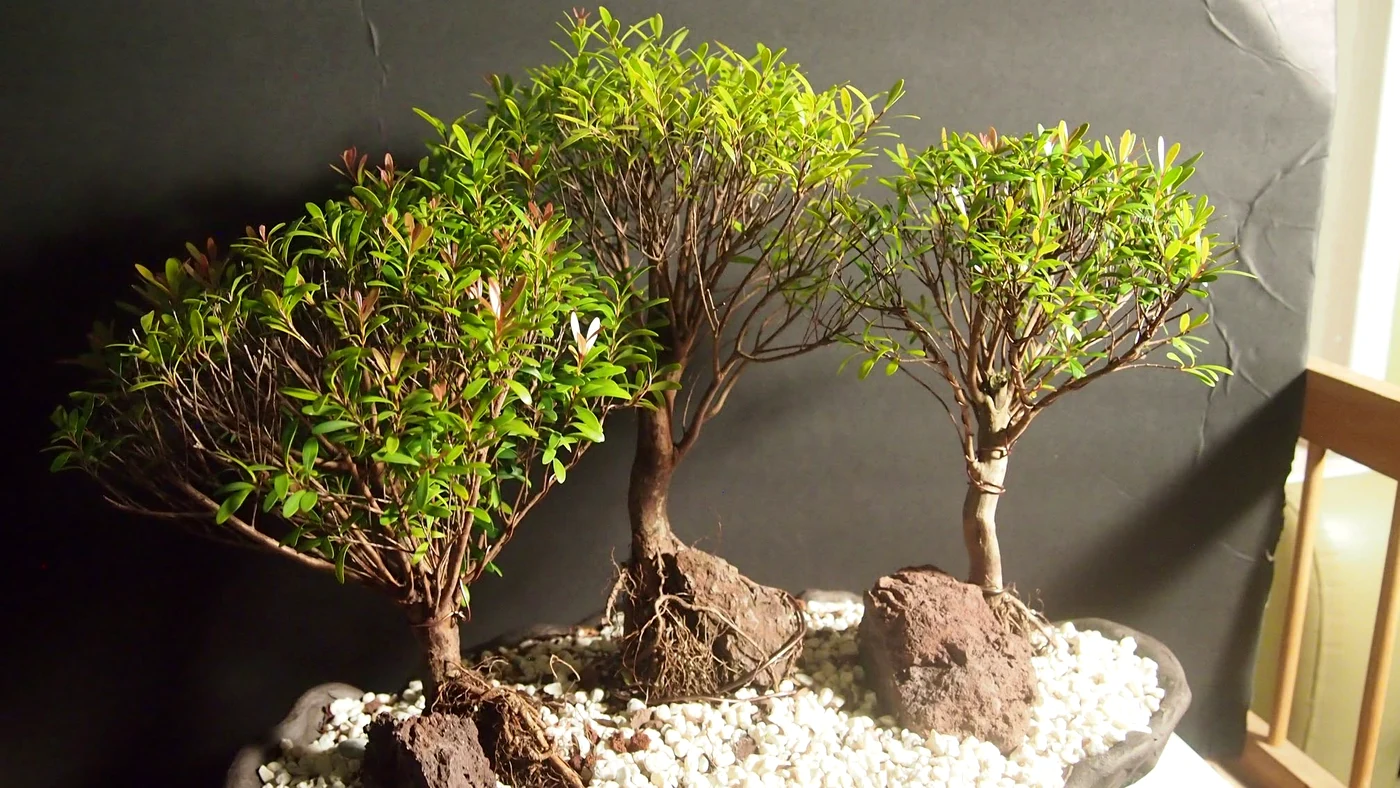 Bonsai Forest Arrangement