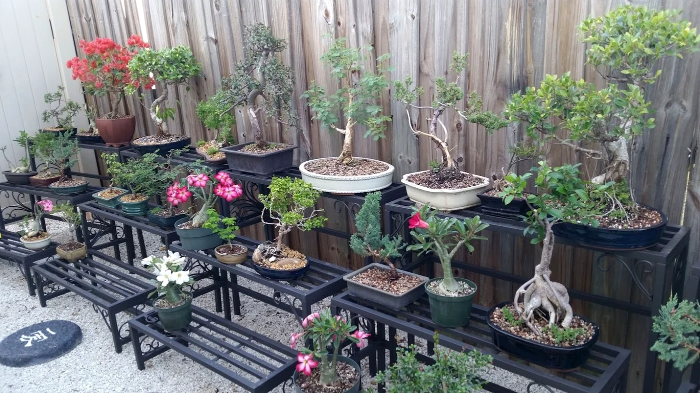 Bonsai Garden