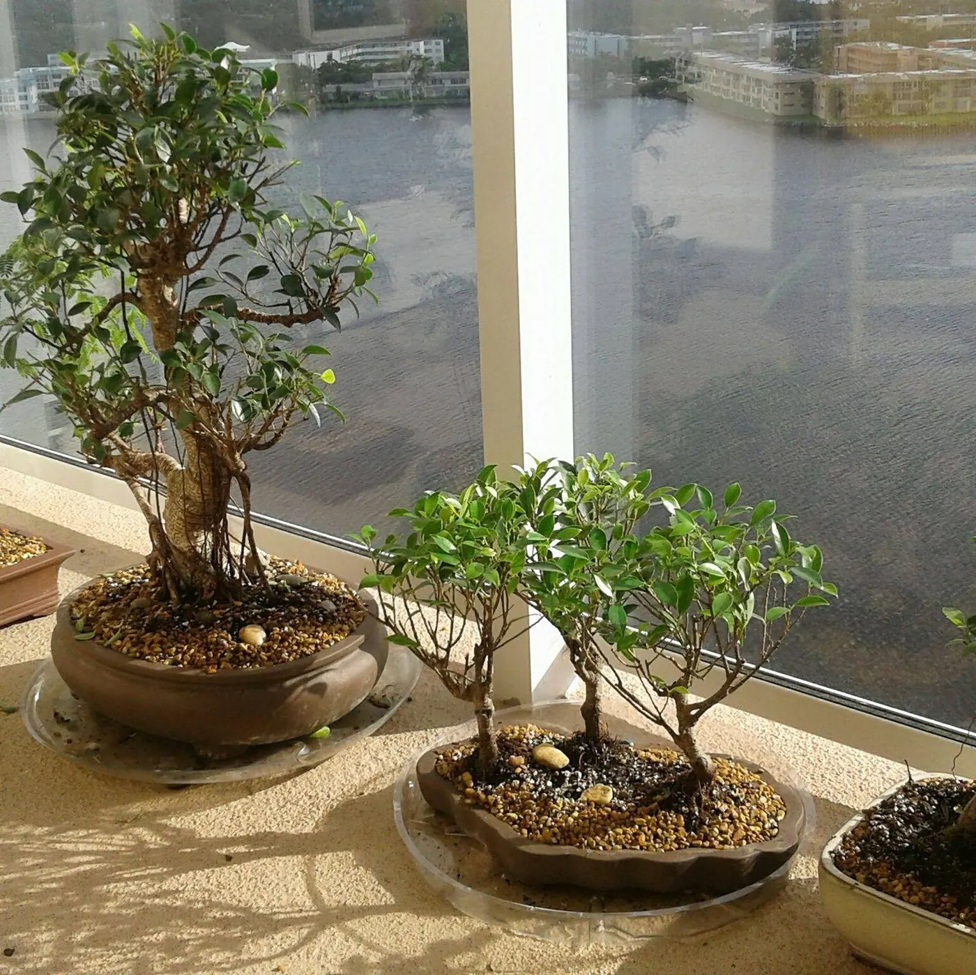 Bonsai on Balcony