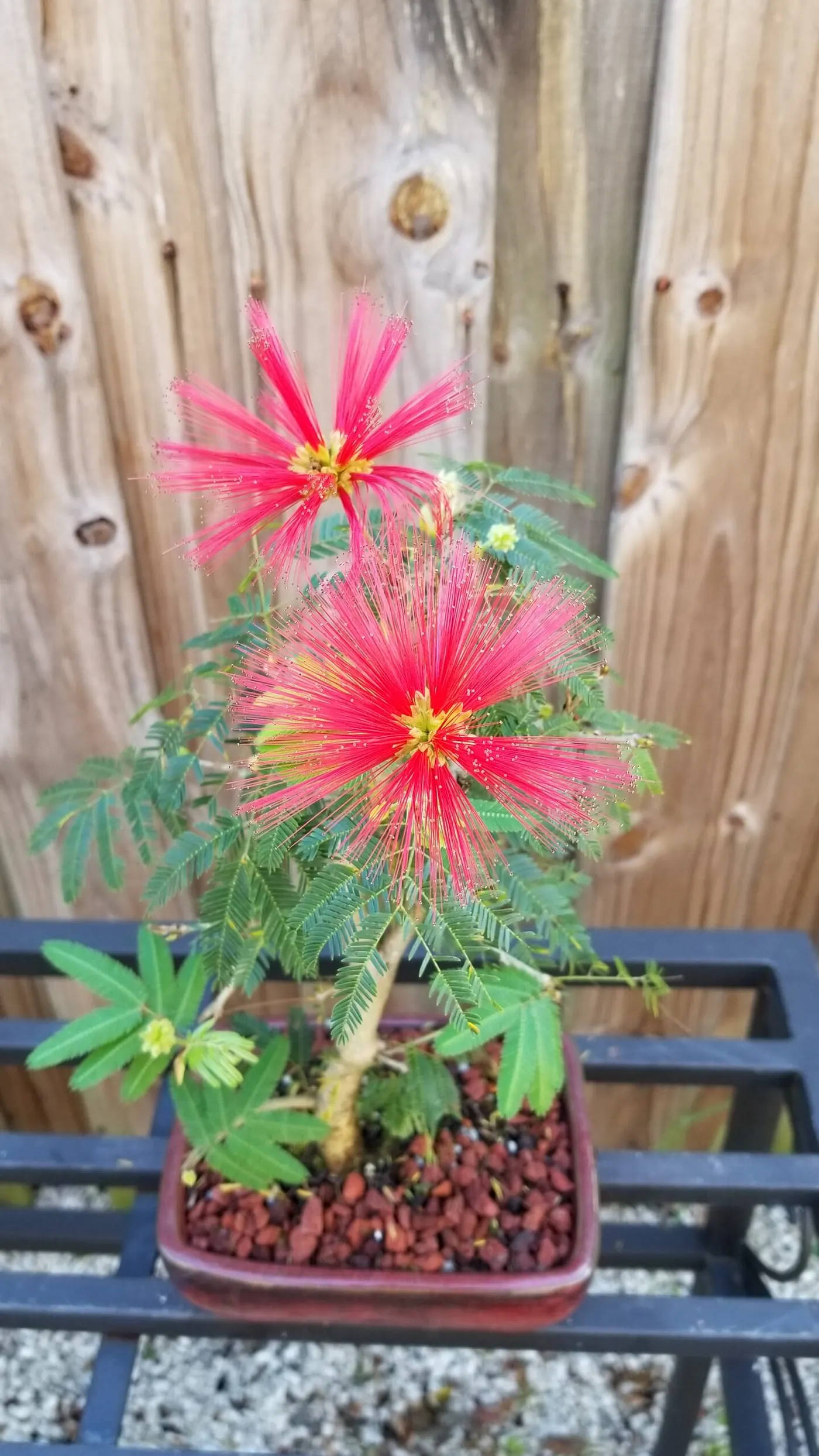 Bonsai Powder Puff Tree