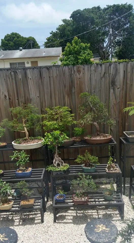 Bonsai Shelf Portrait