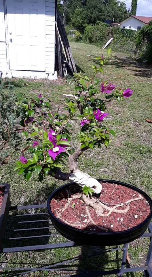 Bougainvillea Bonsai Tree with Deadwood