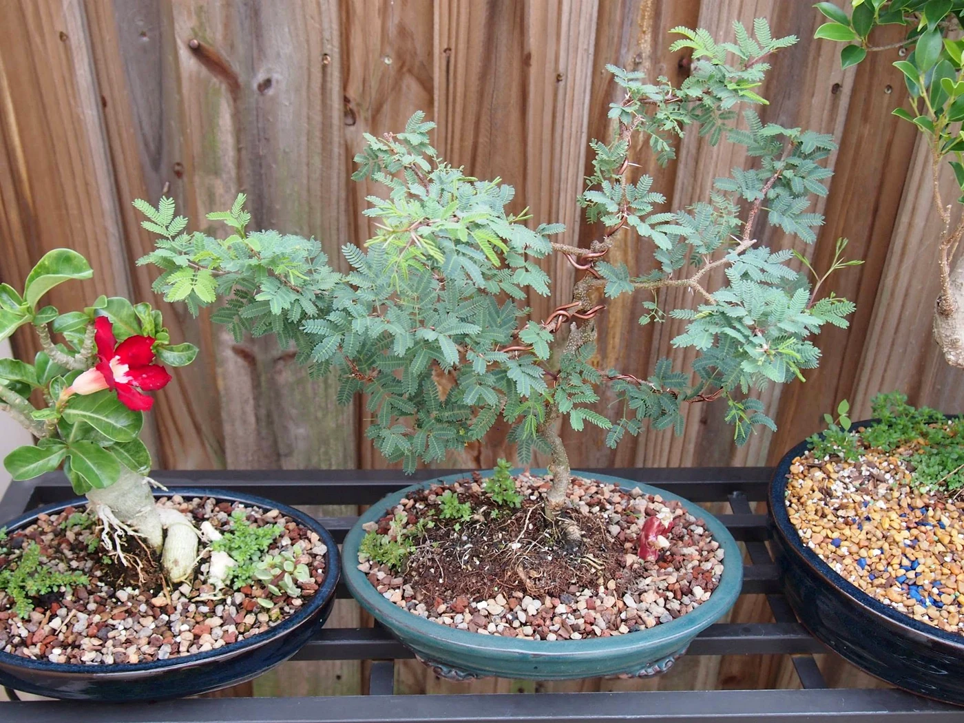 Brazilian Rain Tree Bonsai (pithecellobium tortum) in garden