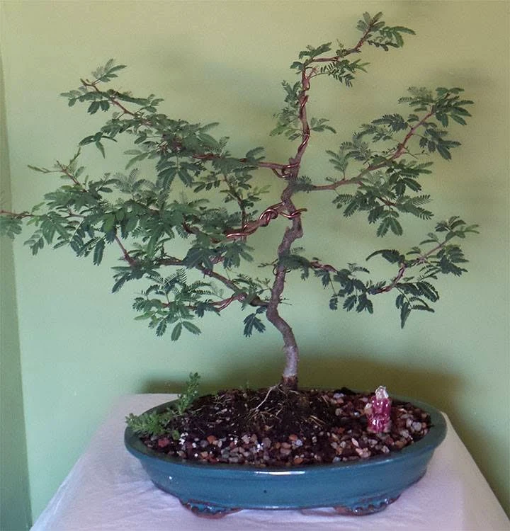 Brazilian Rain Tree Bonsai (pithecellobium tortum)