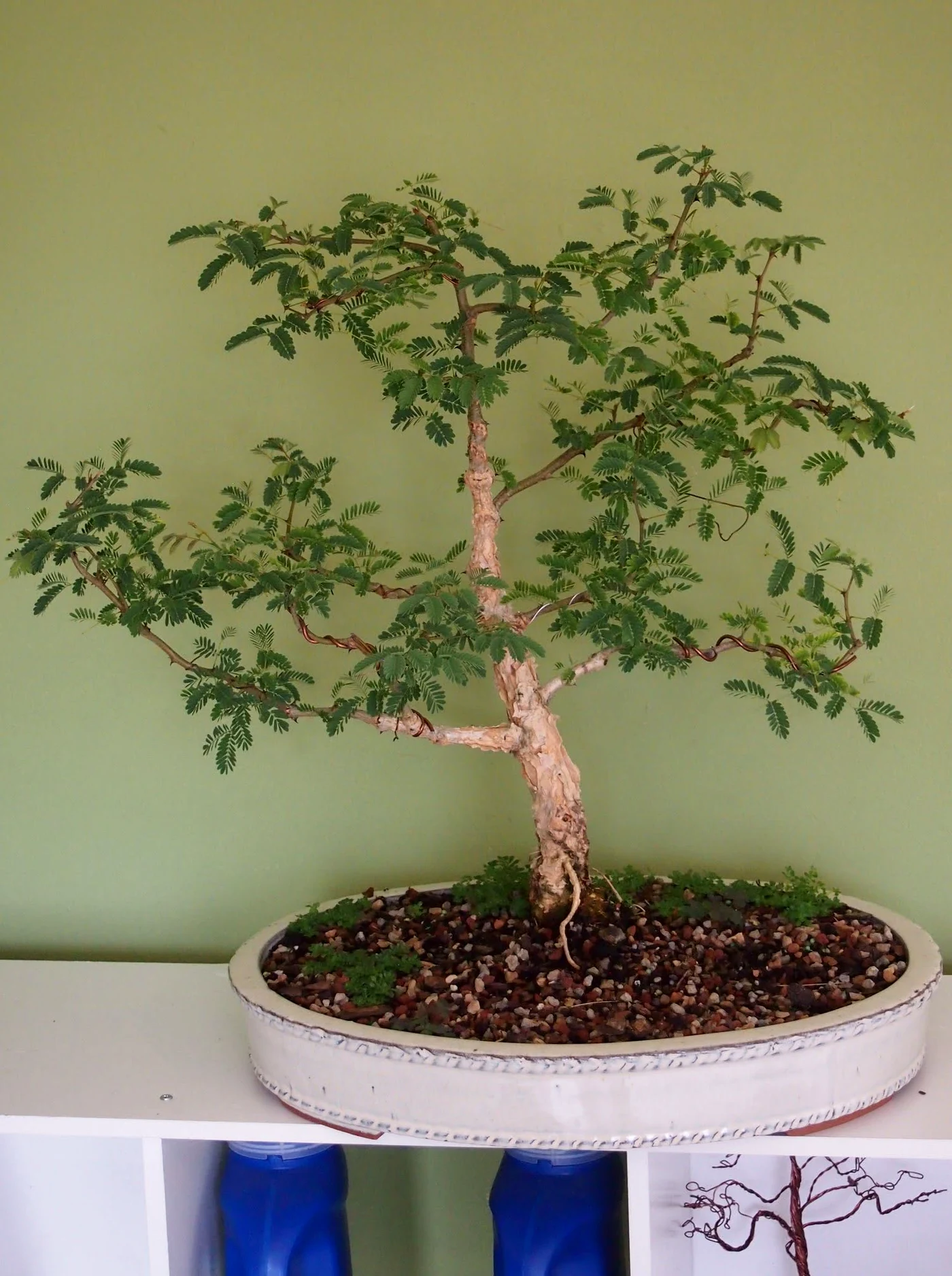 Brazilian Rain Tree Bonsai