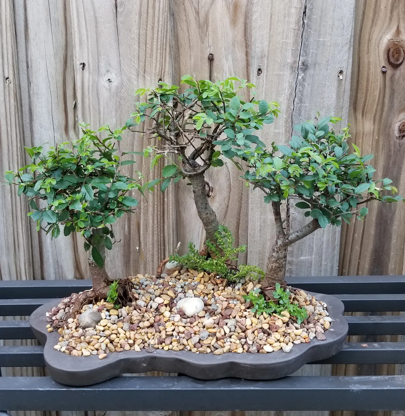 Chinese Elm Forest Bonsai Group Planting
