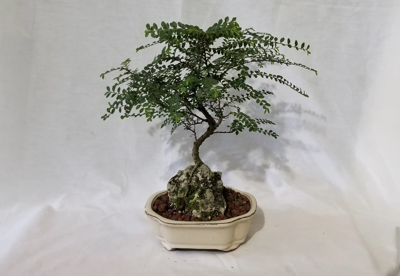 Chinese Elm over Rock Needs Trimming