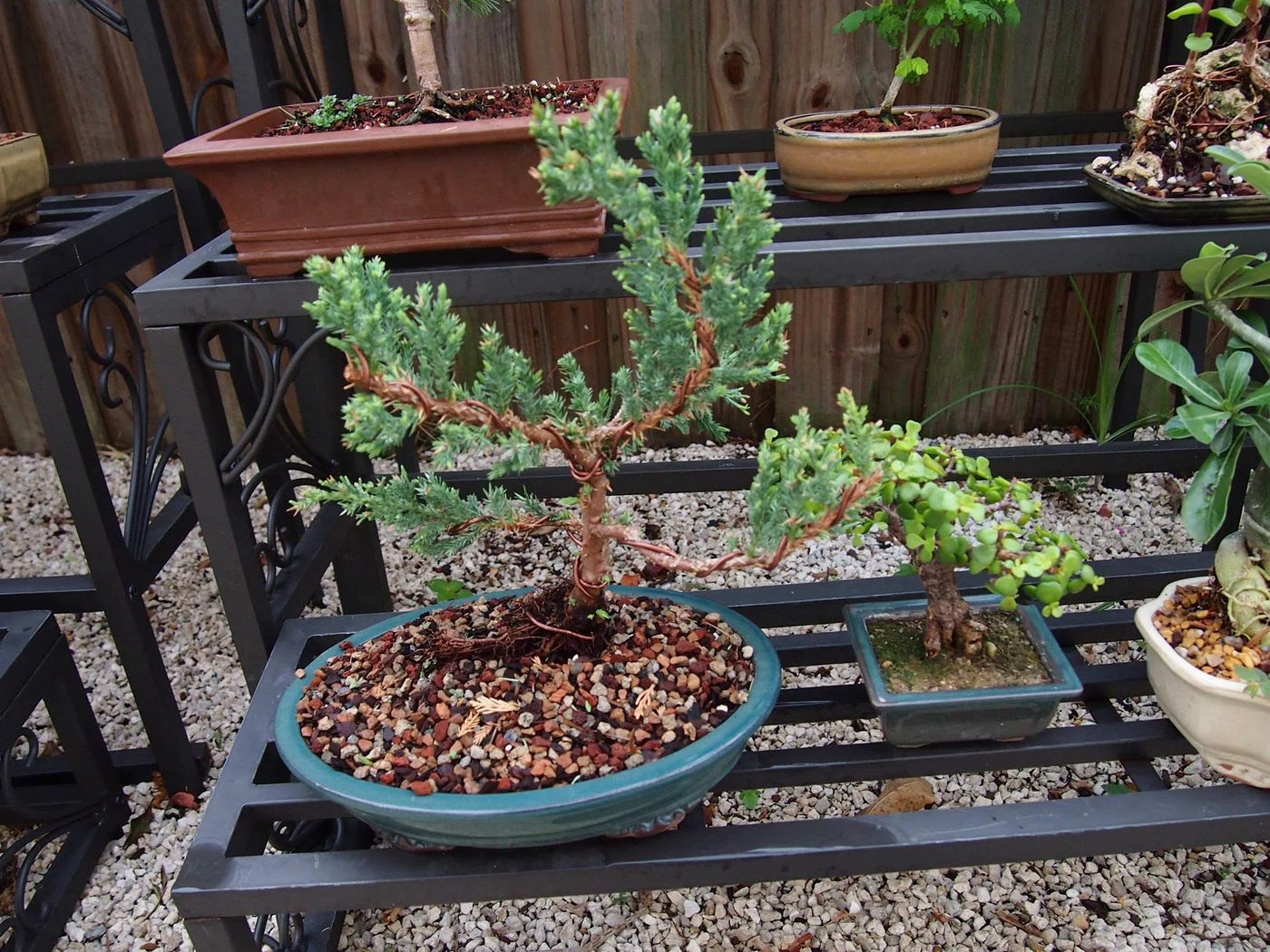 Closup of Juniper Bonsai on Shelf