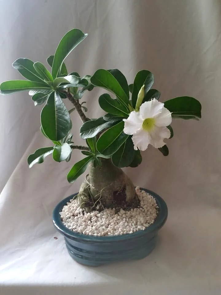 Dessert Rose Tropical Flowering Bonsai Tree