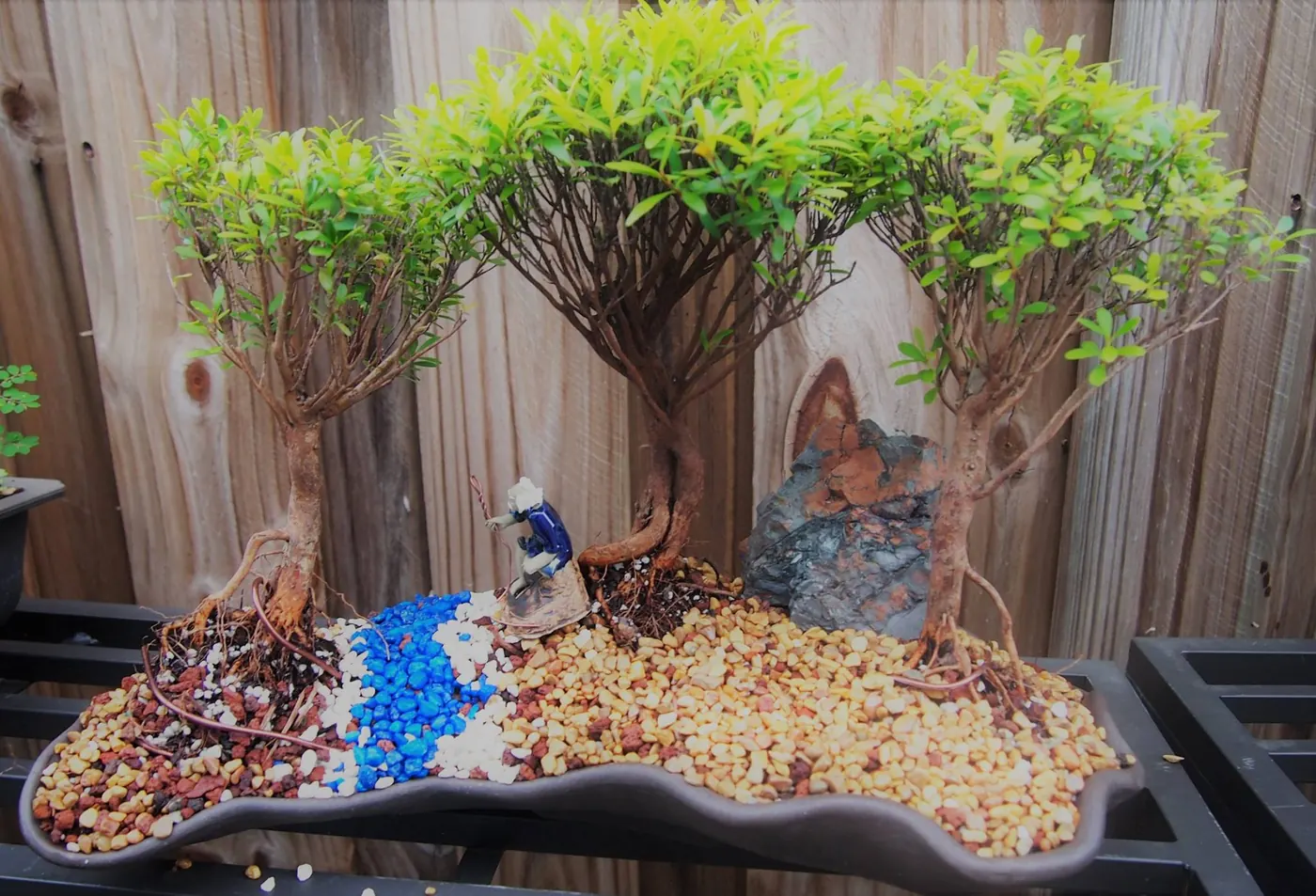 Dwarf Pomegranate Forest Bonsai