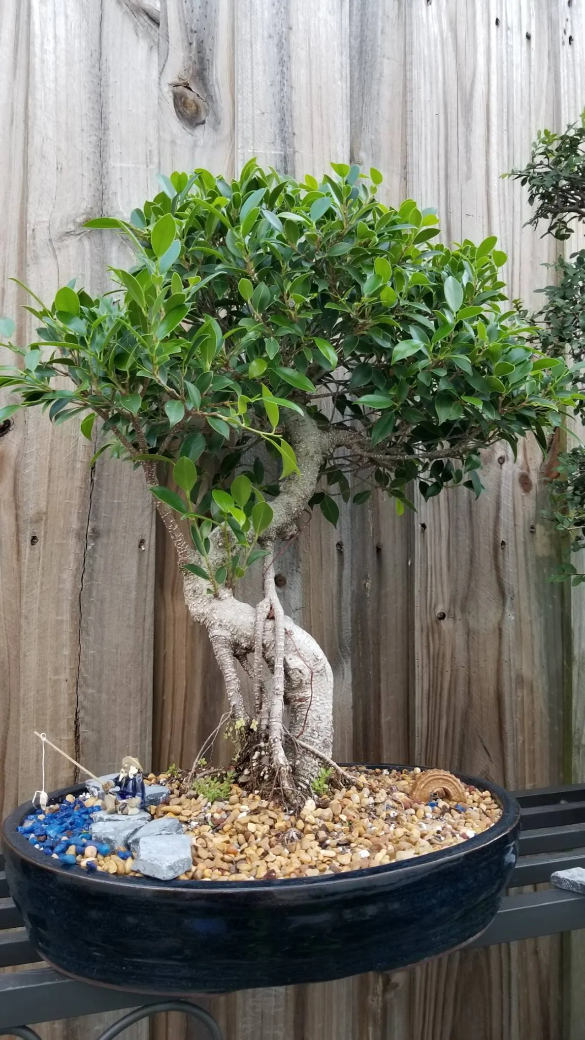 Ficus Microcarpa Bonsai with Miniature Fisherman Figurine