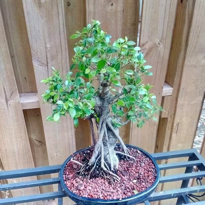 Ficus Bonsai Tree in 16 in Thin Ceramic Pot