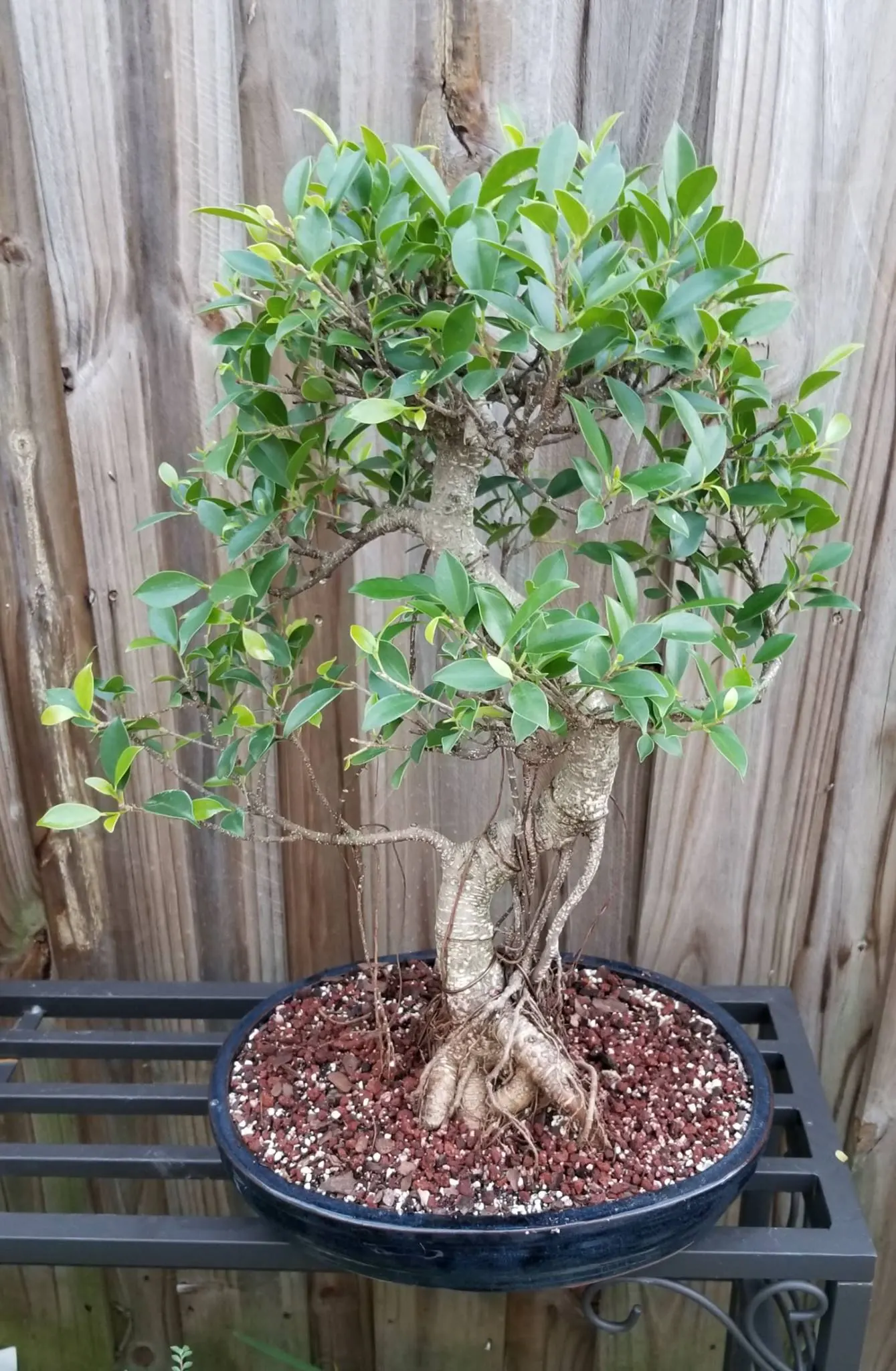 Ficus Microcarpa Bonsai Tree Aerial Roots 14 in Pot 1