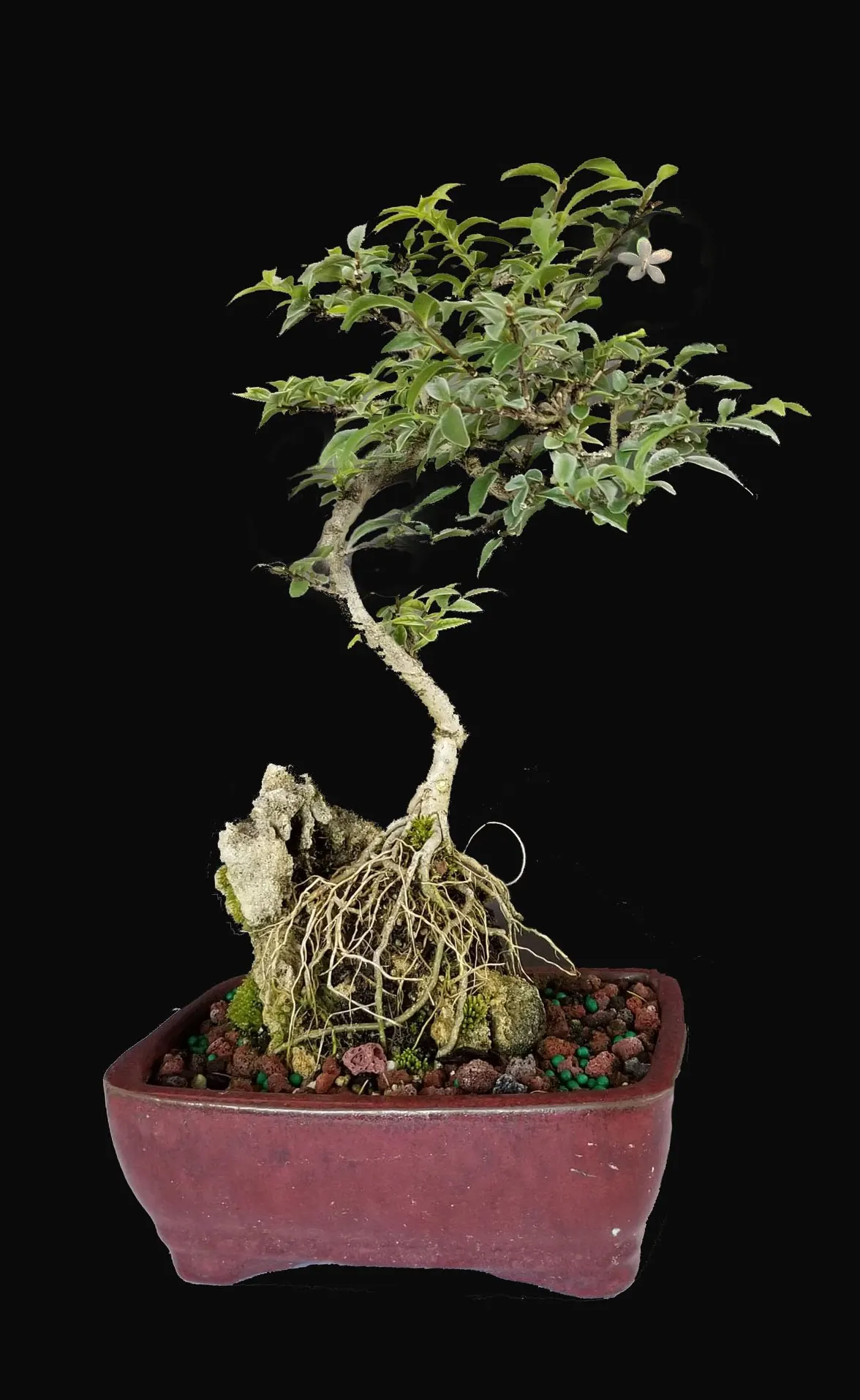 Flowering Jasmine Root over Rock Bonsai 1