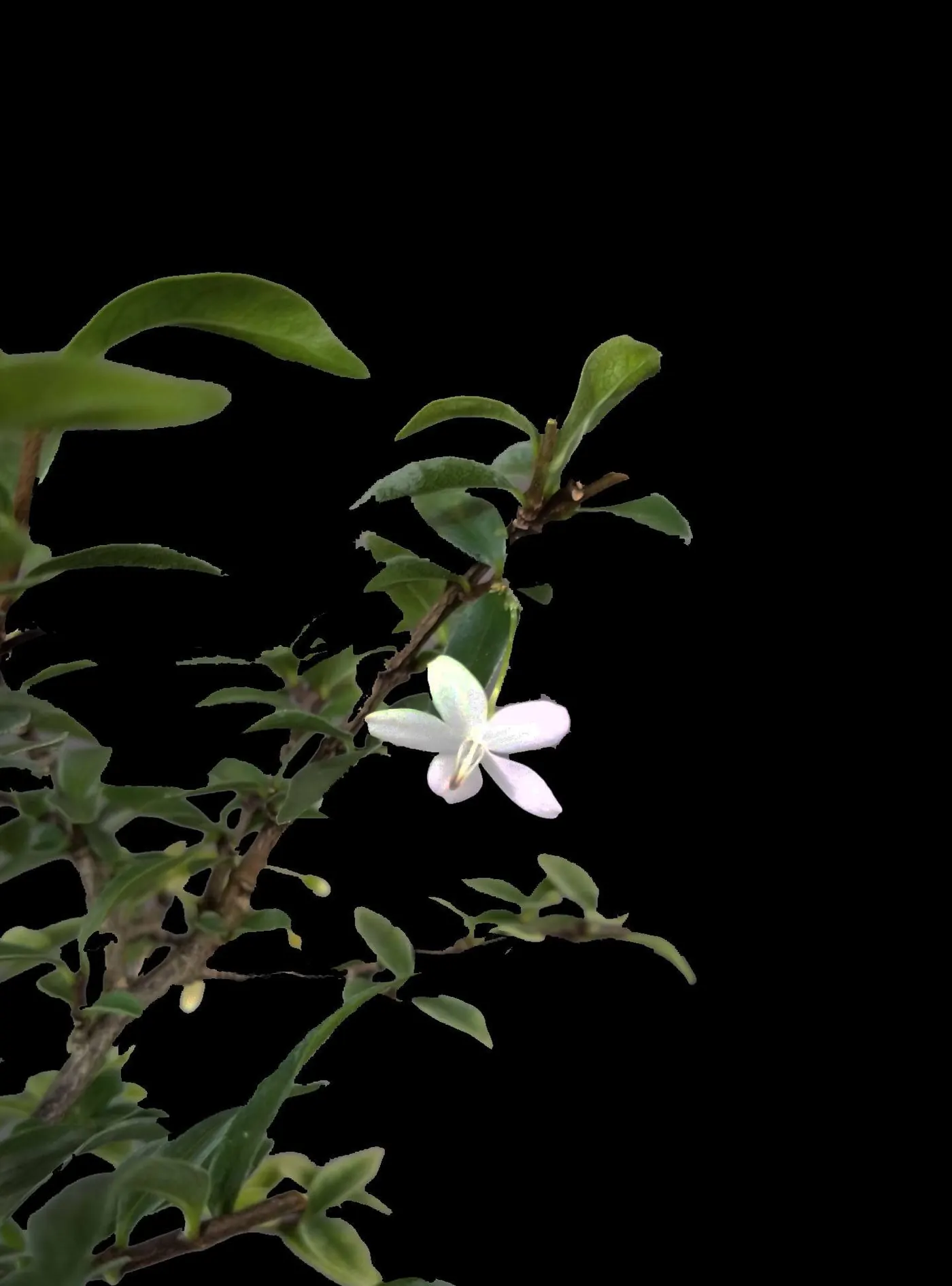 Flowering Jasmine Root over Rock Bonsai Close Up Flower 1