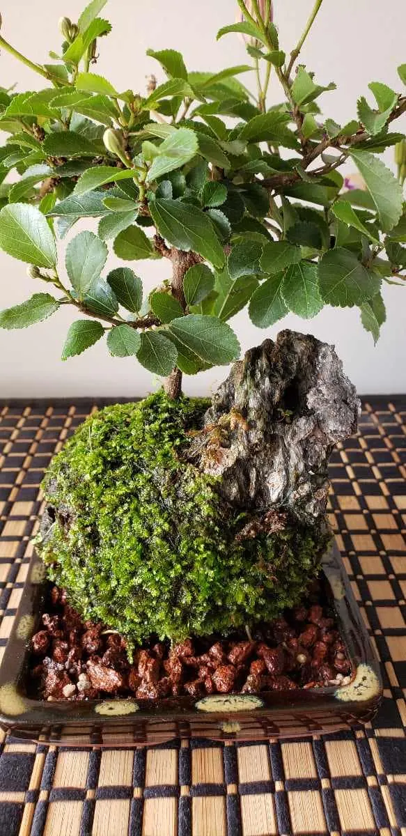 Flowering Kokedama Bonsai 2