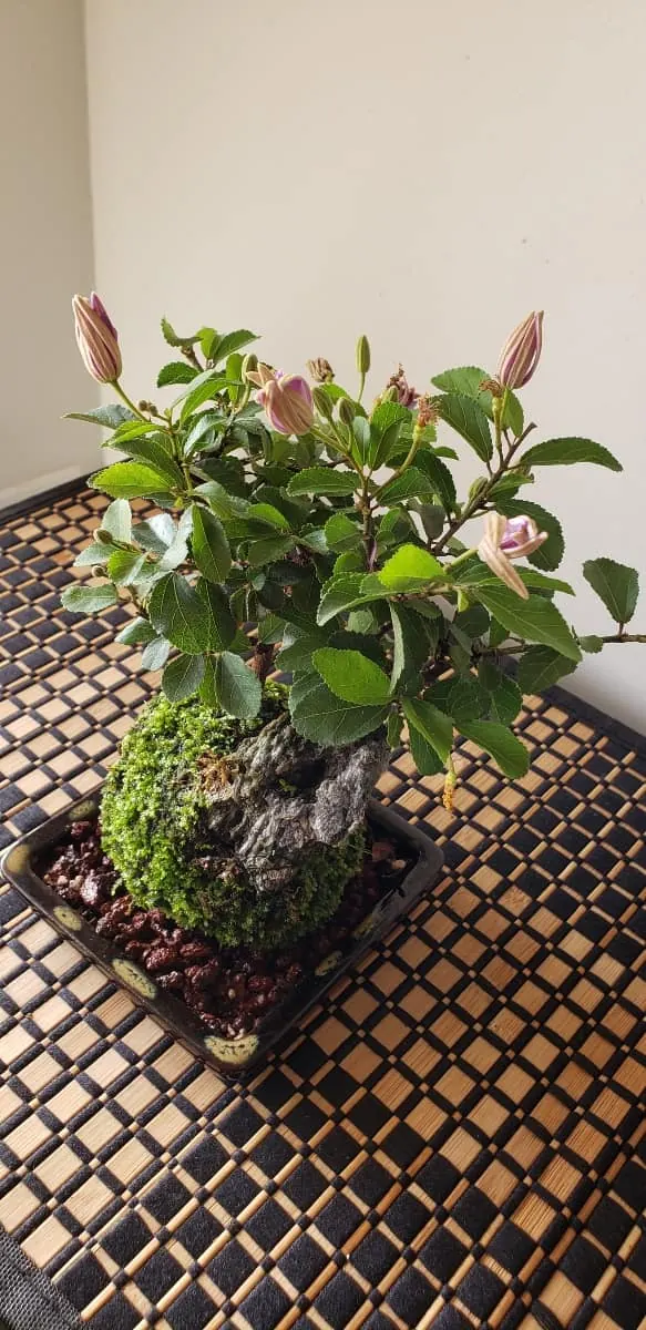 Flowering Kokedama Bonsai 3