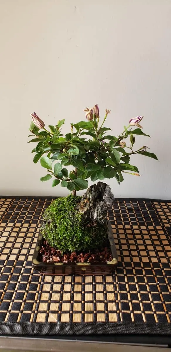 Flowering Kokedama Bonsai