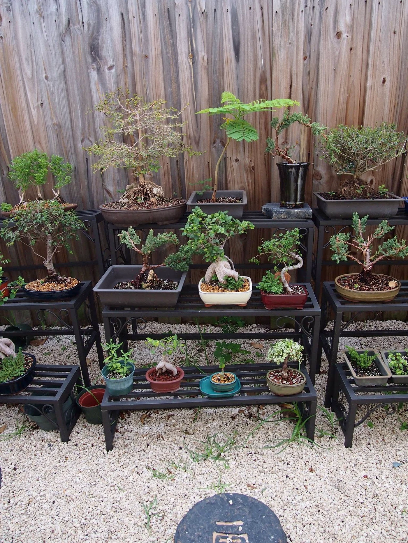 Garden Shelf With Black Olive Bonsai and Ginsing Ficus Bonsai