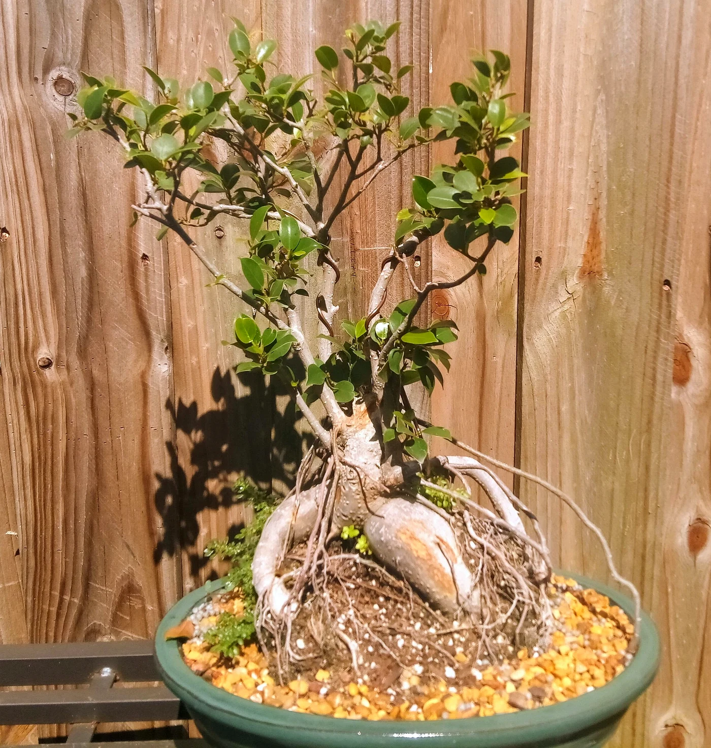 Ginseng Ficus Bonsai Tree