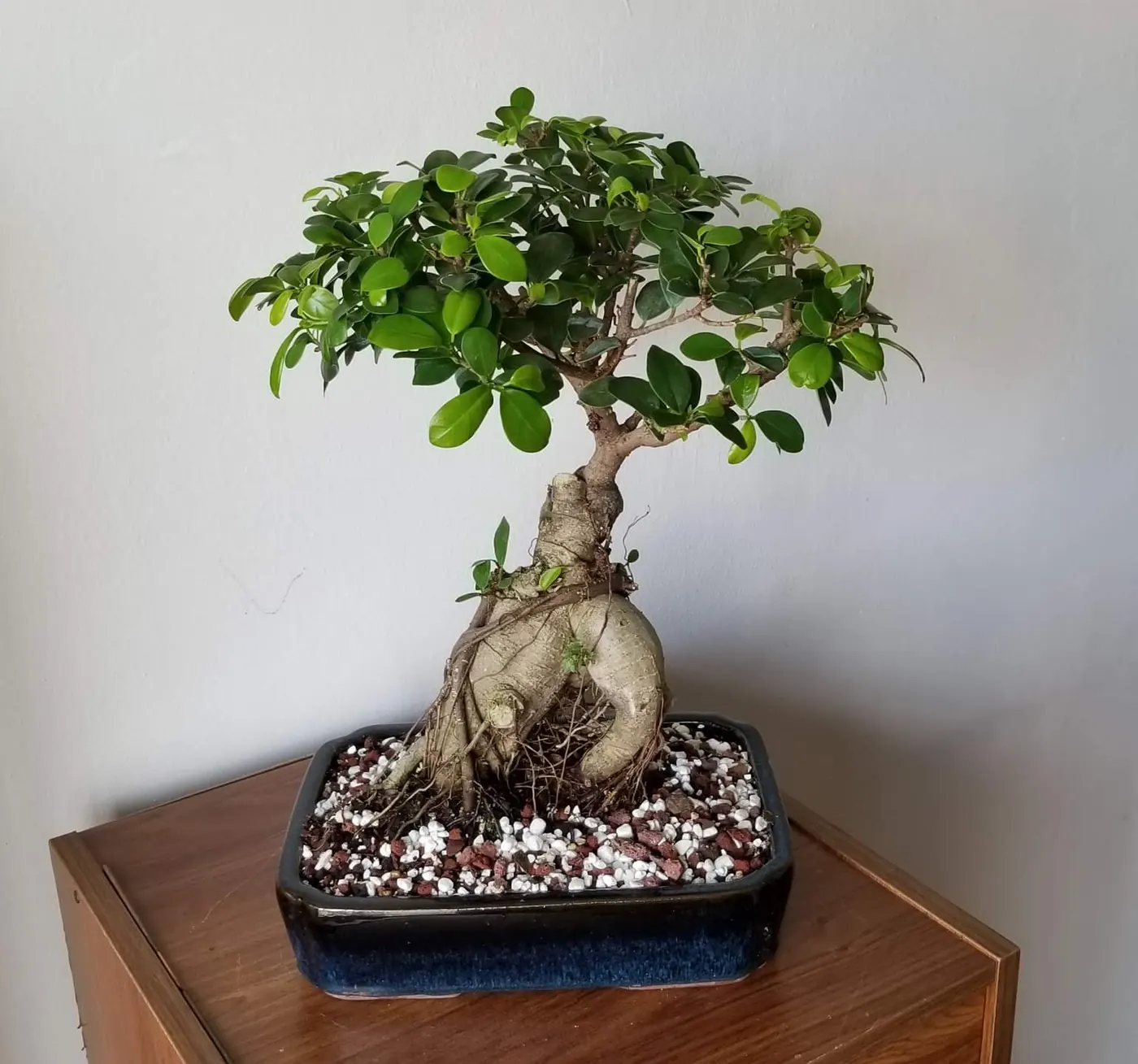 Ginseng Ficus Bonsai Tree