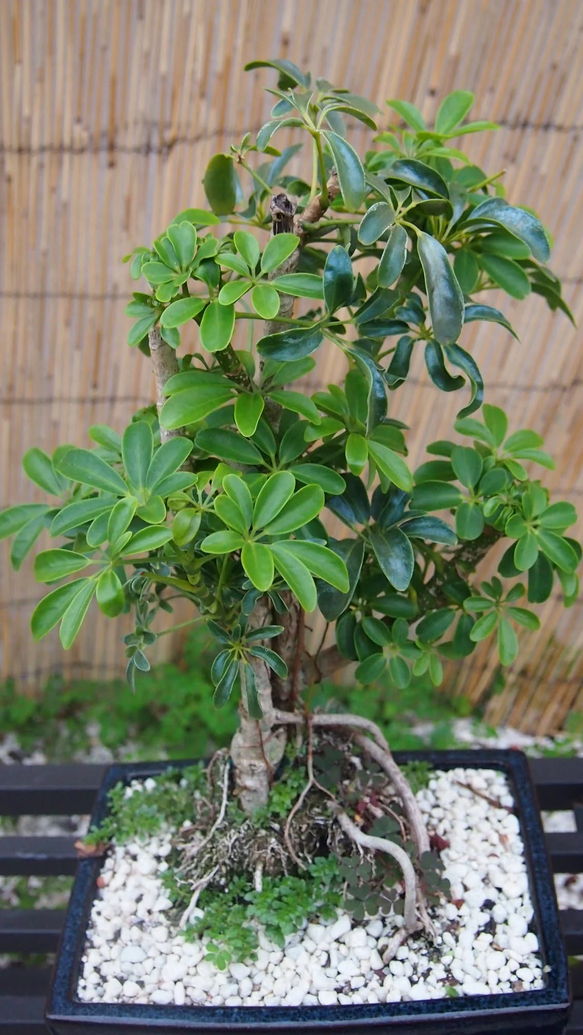 Hawaiin Umbrella Tree Bonsai