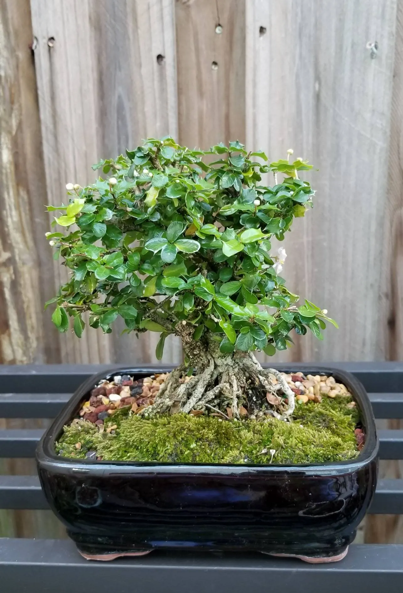 Holly Bonsai Tree 1