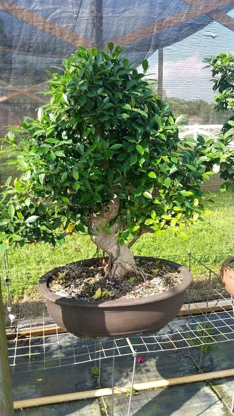 Imperial Size Ficus Bonsai