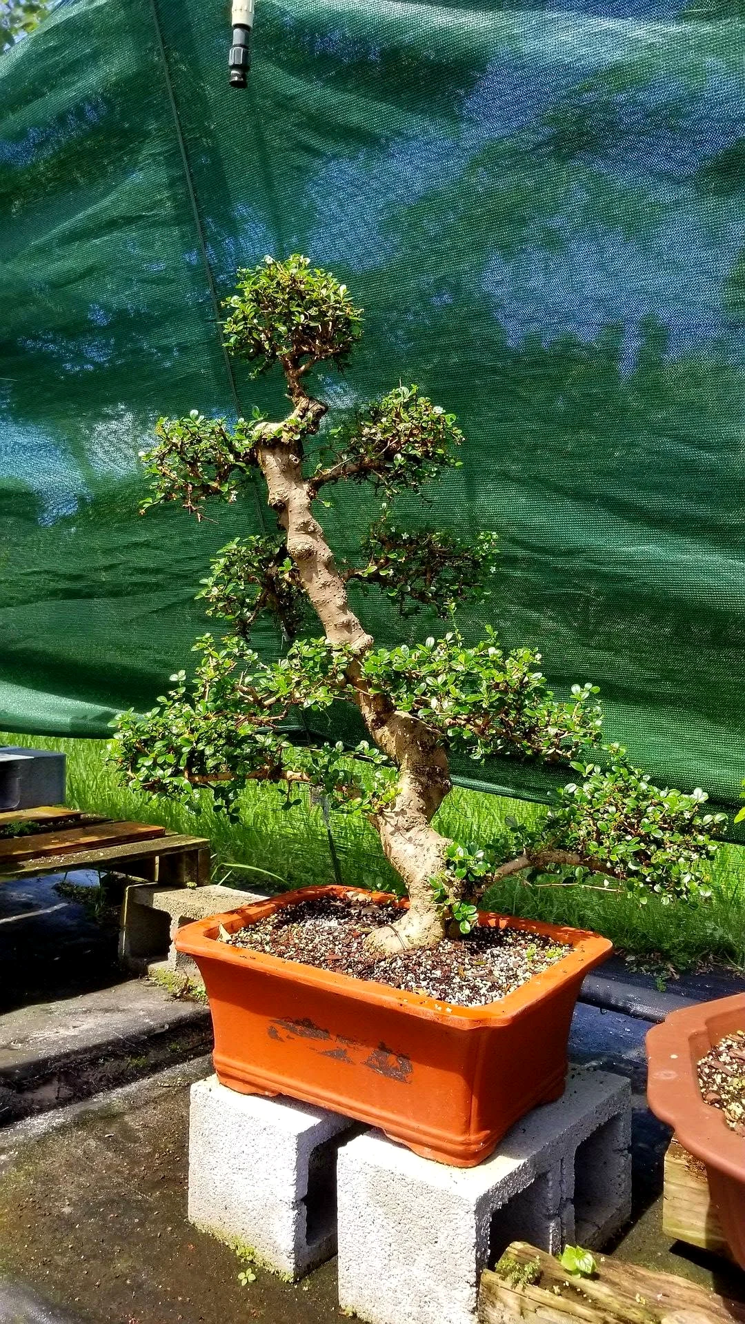 Imperial Size Fukien Tea Bonsai