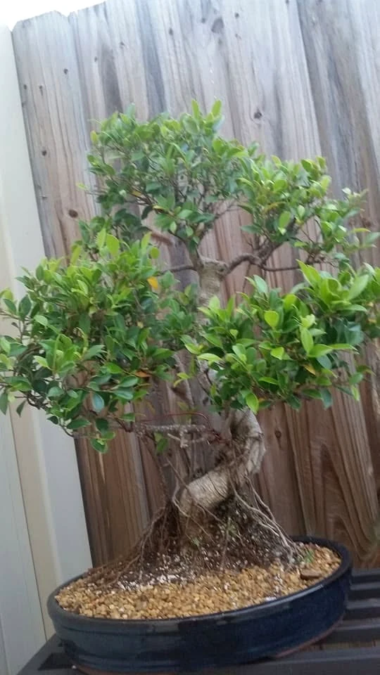 Impressive Ficus Microcarpa Specimen