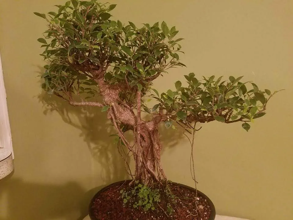 Indoor Bonsai Ficus Microcarpa
