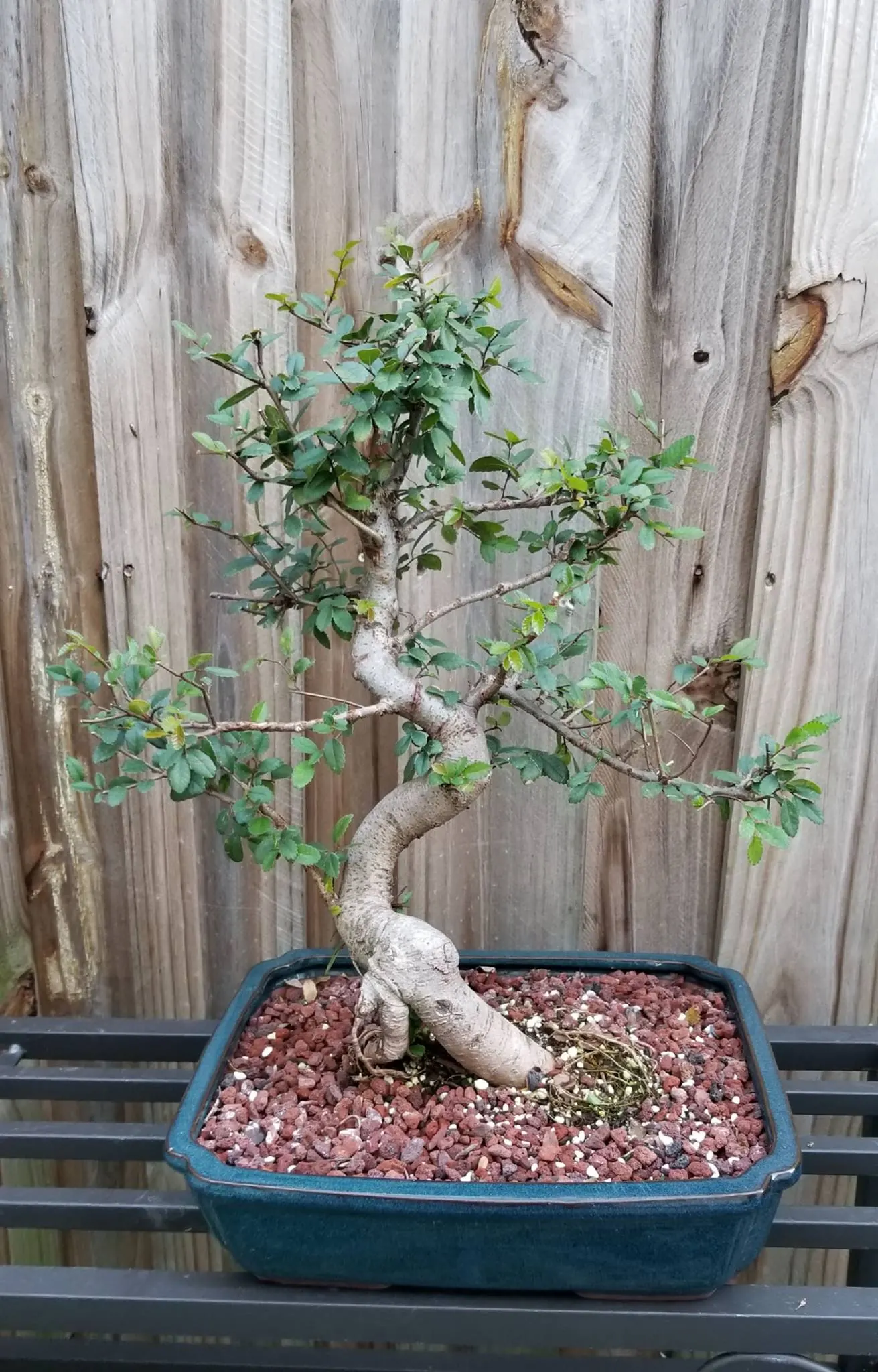 Informal Upright Chinese Elm 1