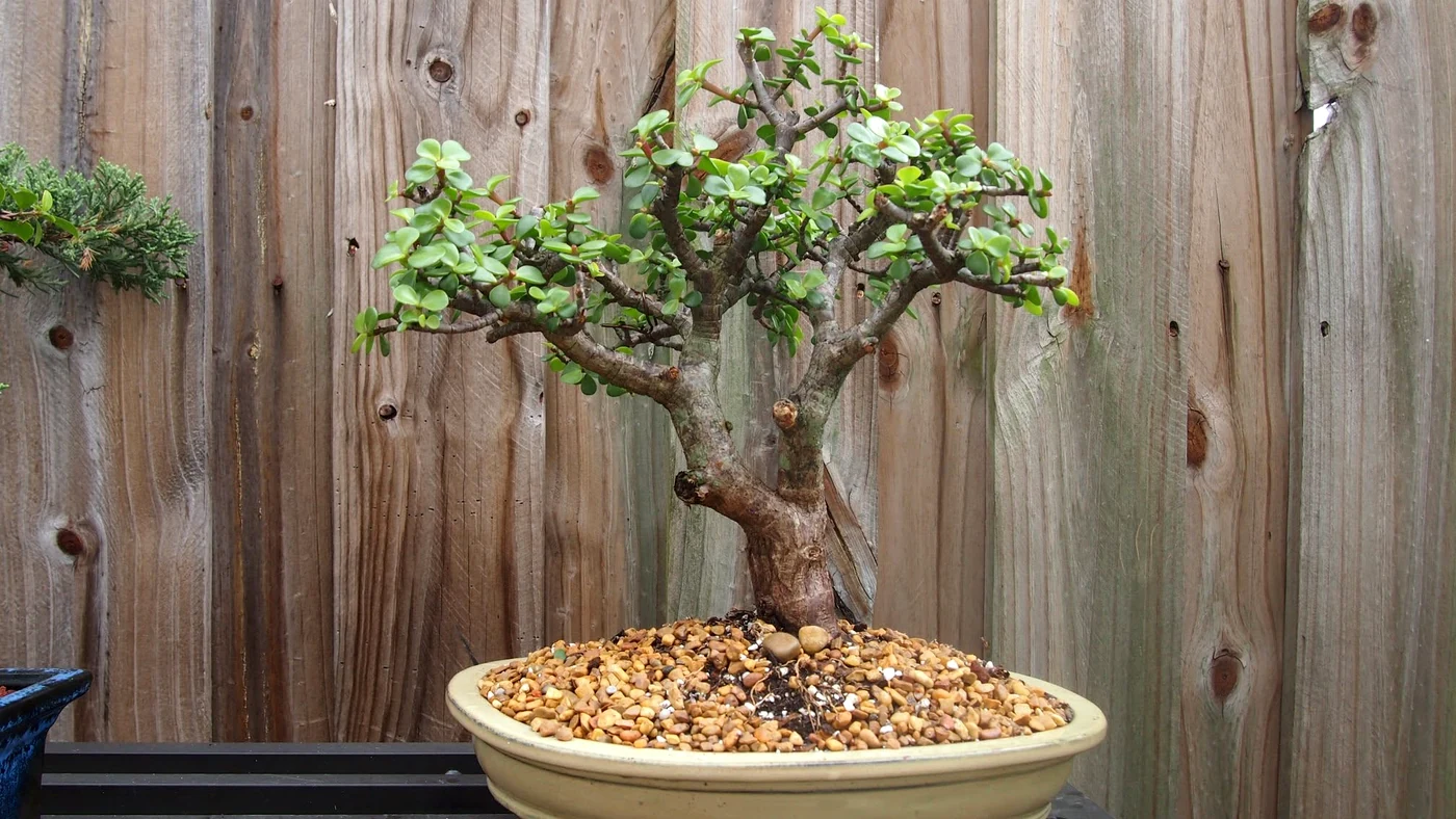 Jade Bonsai Tree Portacularia Afra