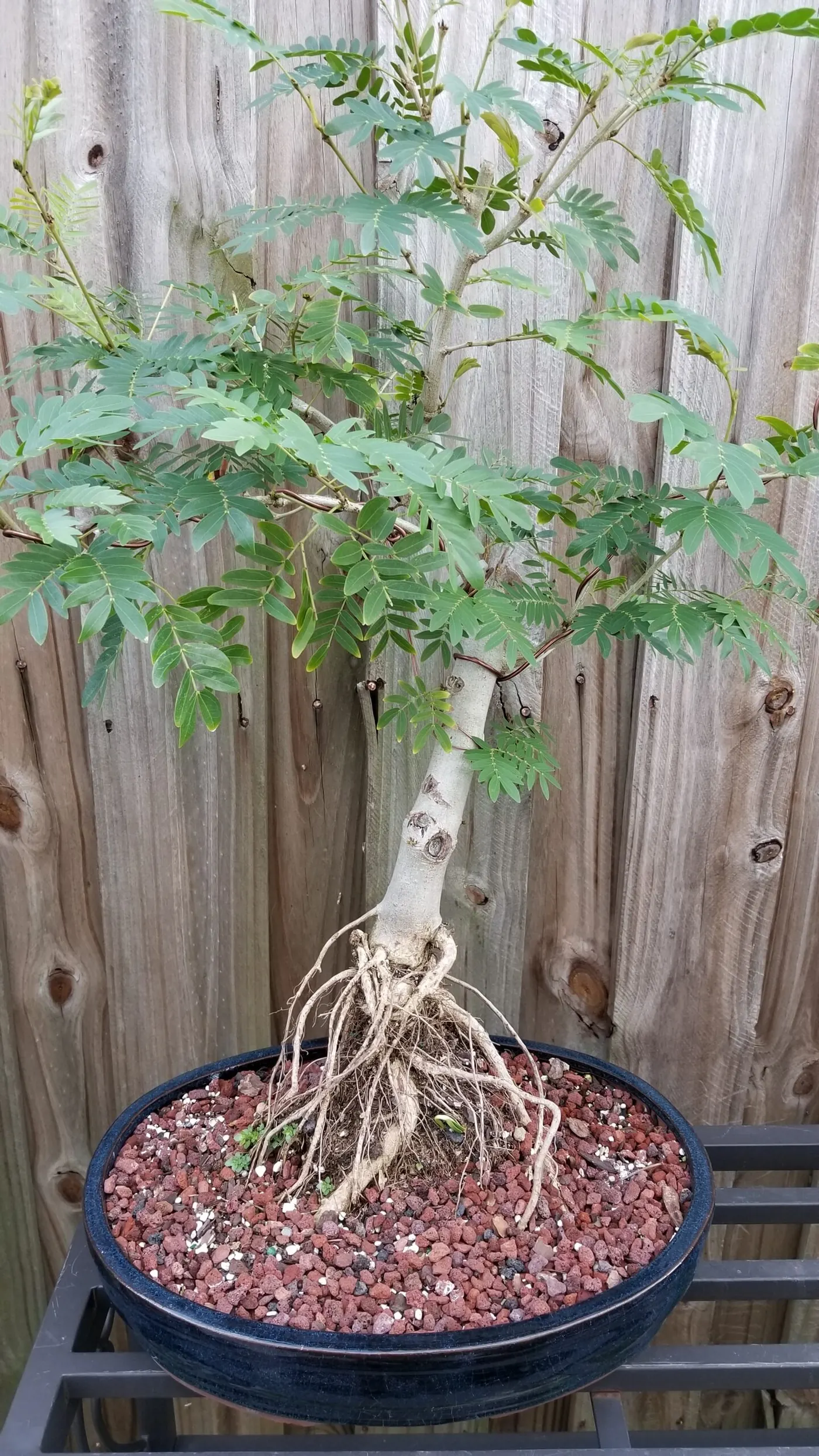 Jamaican Rain Tree Bonsai Specimen