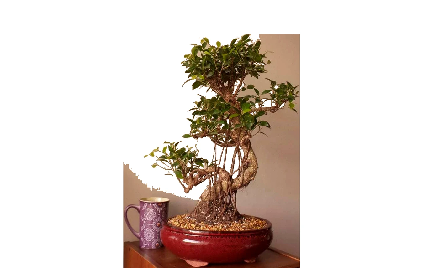 Large Old Tiger Bark Ficus Bonsai Banyan Style Roots