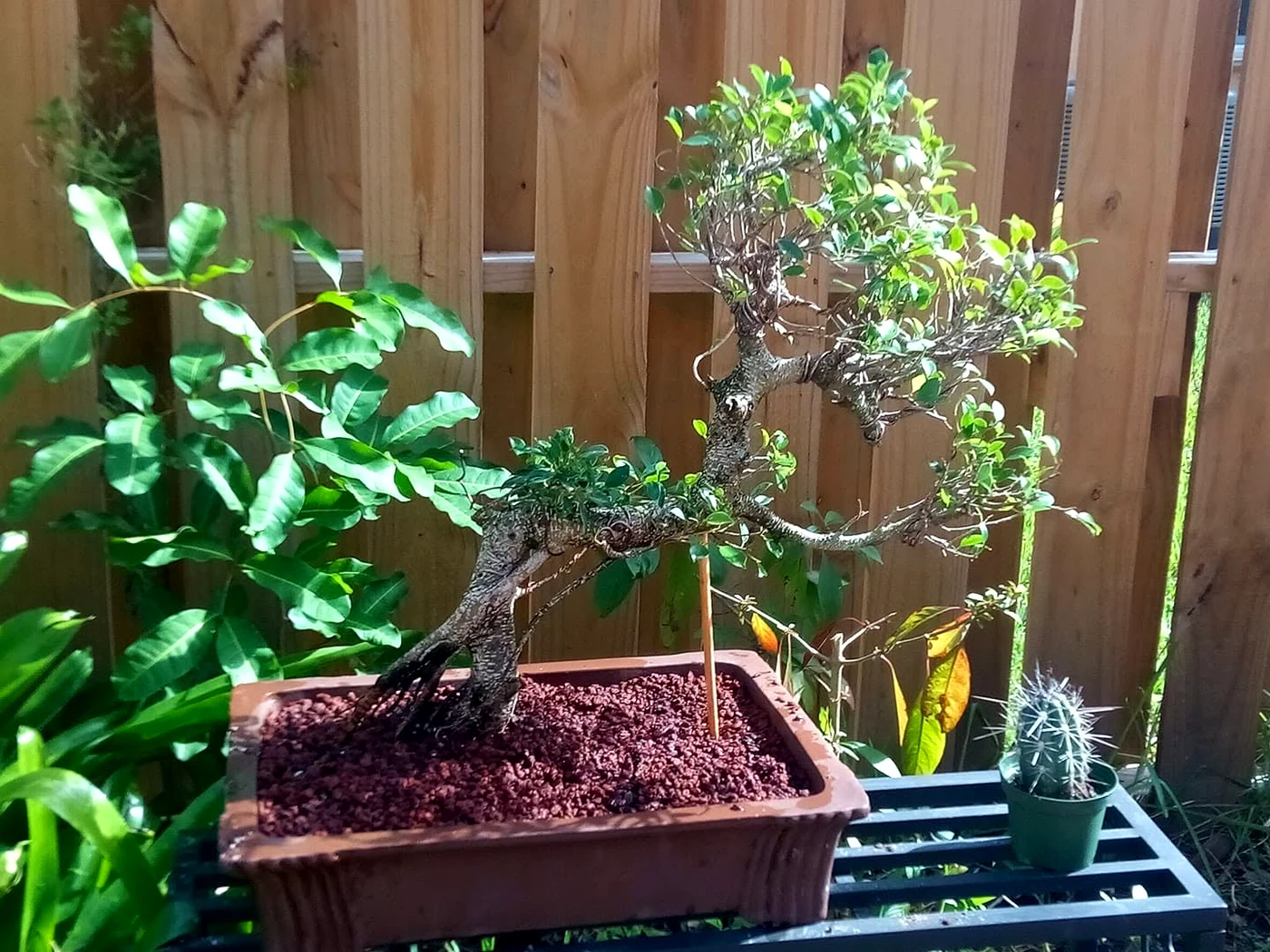 Large Windswept Style Ficus Microcarpa Bonsai Tree